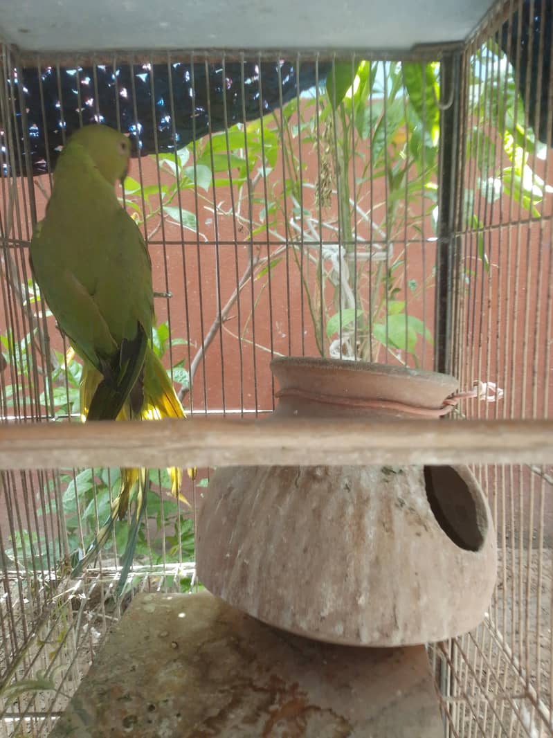 parrot  2