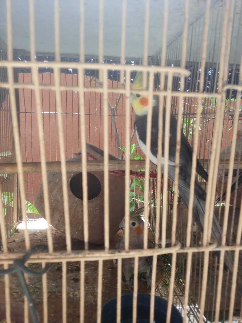 parrot  3