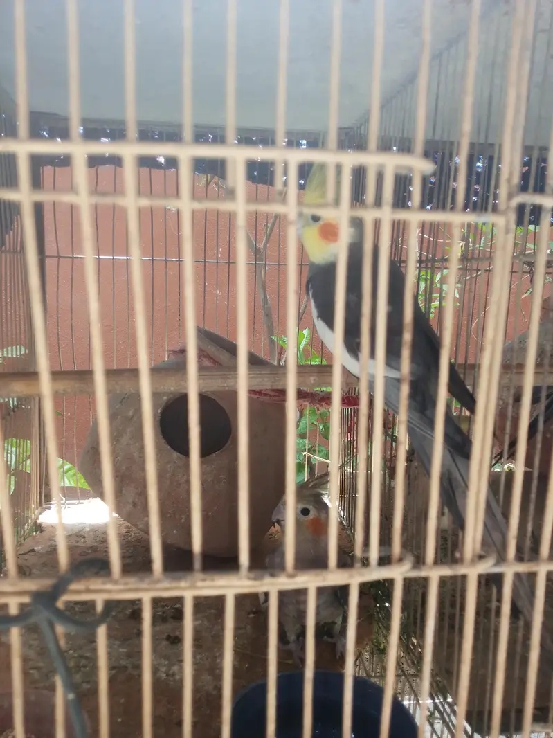 parrot  — photo 4