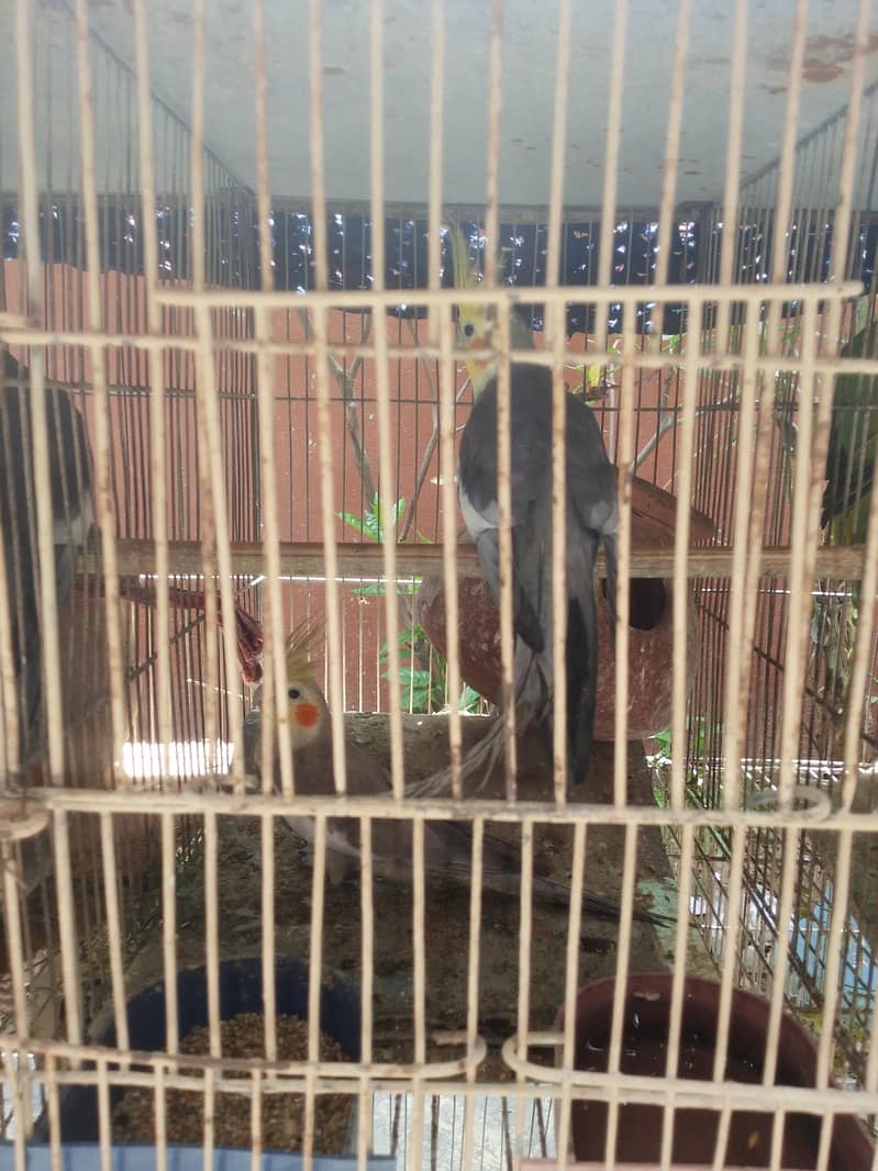 parrot  4