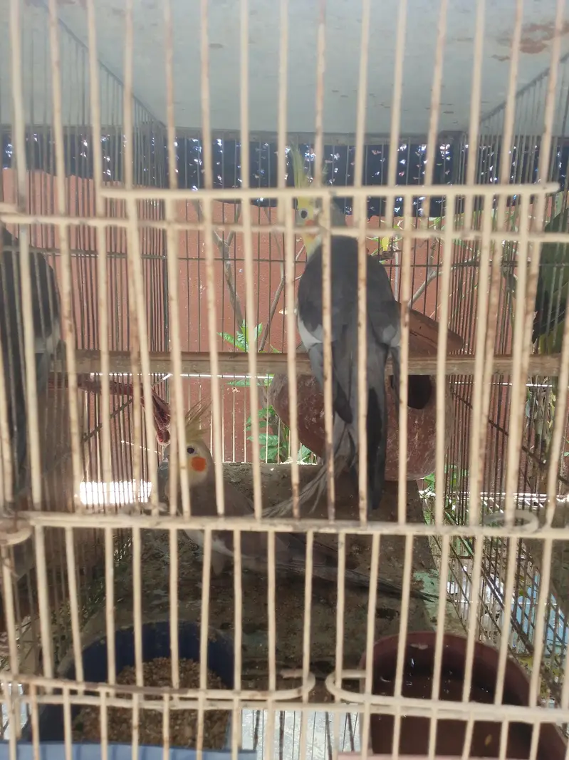 parrot  — photo 5