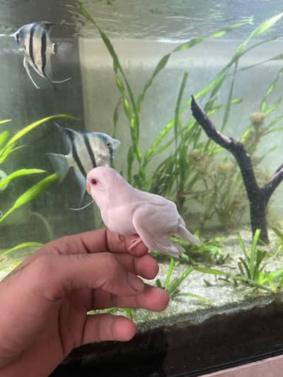 Australian budgie patha