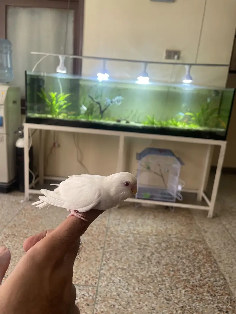 Australian budgie patha — photo 3