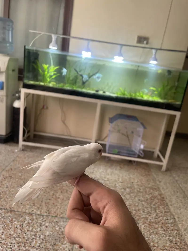 Australian budgie patha — photo 4