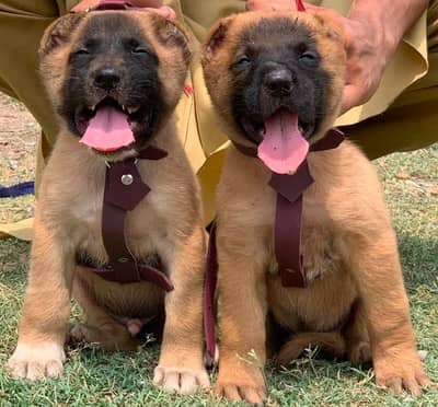 afgani koche pair 2 mahnt for sale active and healthy available