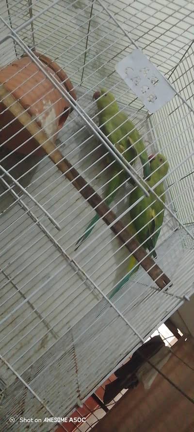 03484432739 Raw parrots Hain 2no females Hain 03484432739