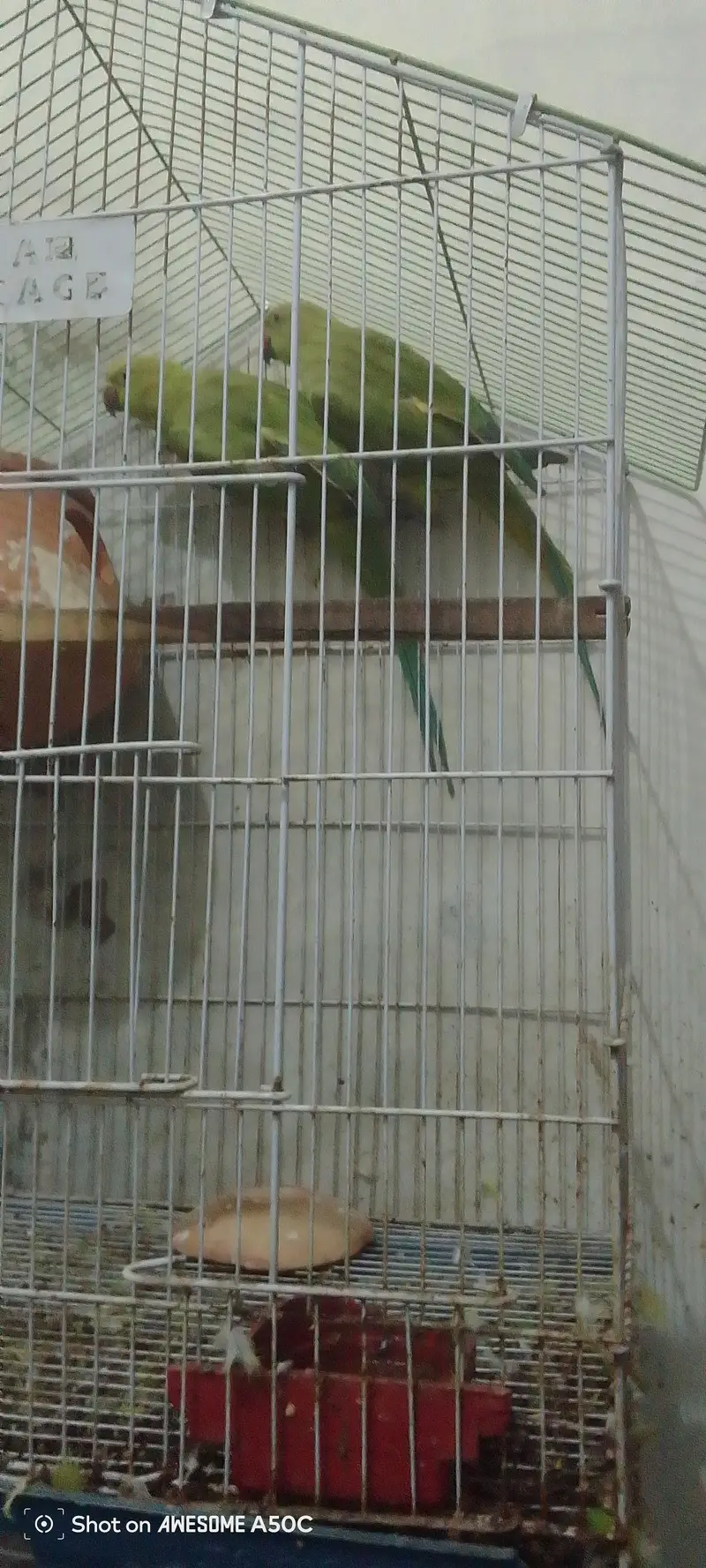 03484432739 Raw parrots Hain 2no females Hain 03484432739 — photo 2