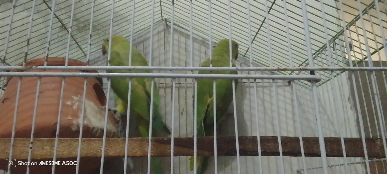03484432739 Raw parrots Hain 2no females Hain 03484432739 — photo 3