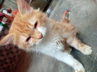 cat for sale