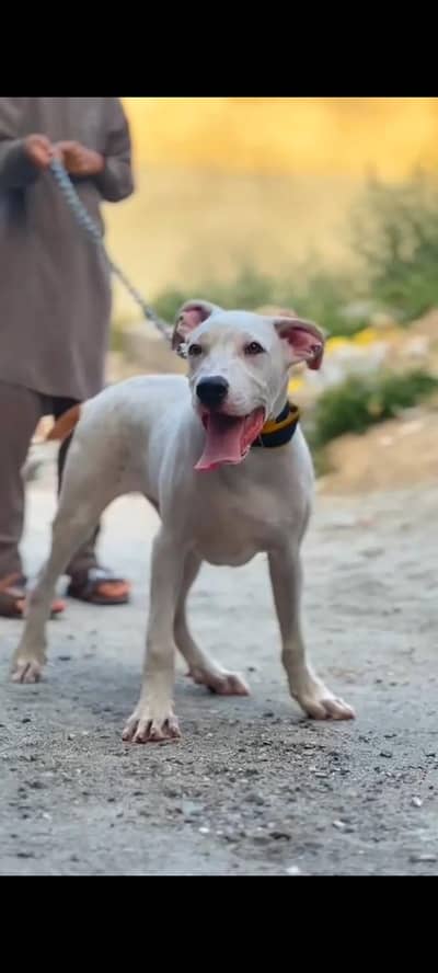 bully dog