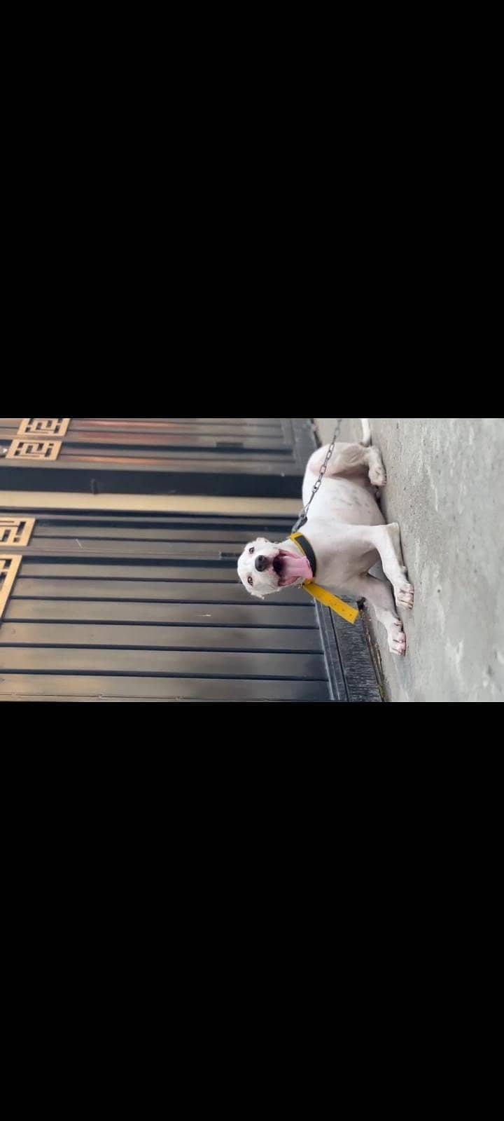 bully dog 1