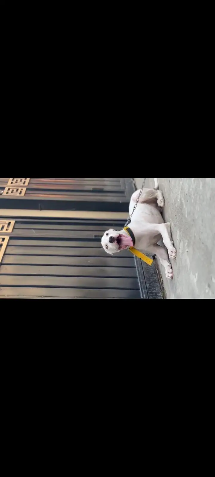 bully dog — photo 2
