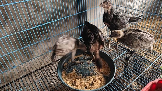 Black Dragon Chicks For Sale/Ice Blue Dragon Chicks/Fancy Chicken/