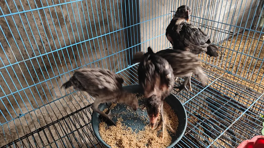Black Dragon Chicks For Sale/Ice Blue Dragon Chicks/Fancy Chicken/ — photo 2
