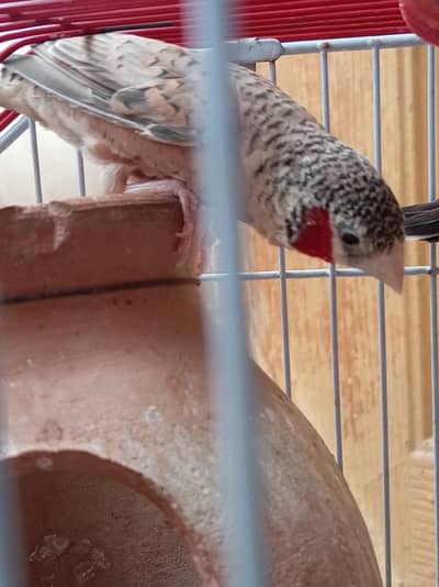 Cutthroat finch.