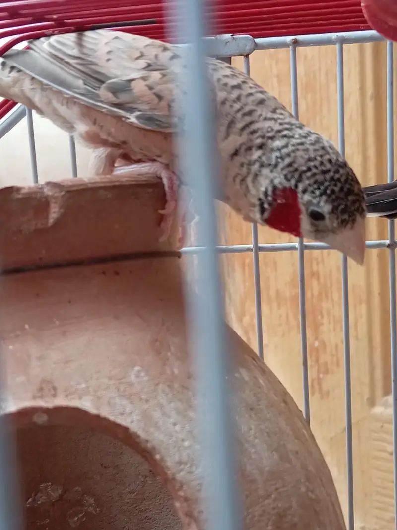 Cutthroat finch.