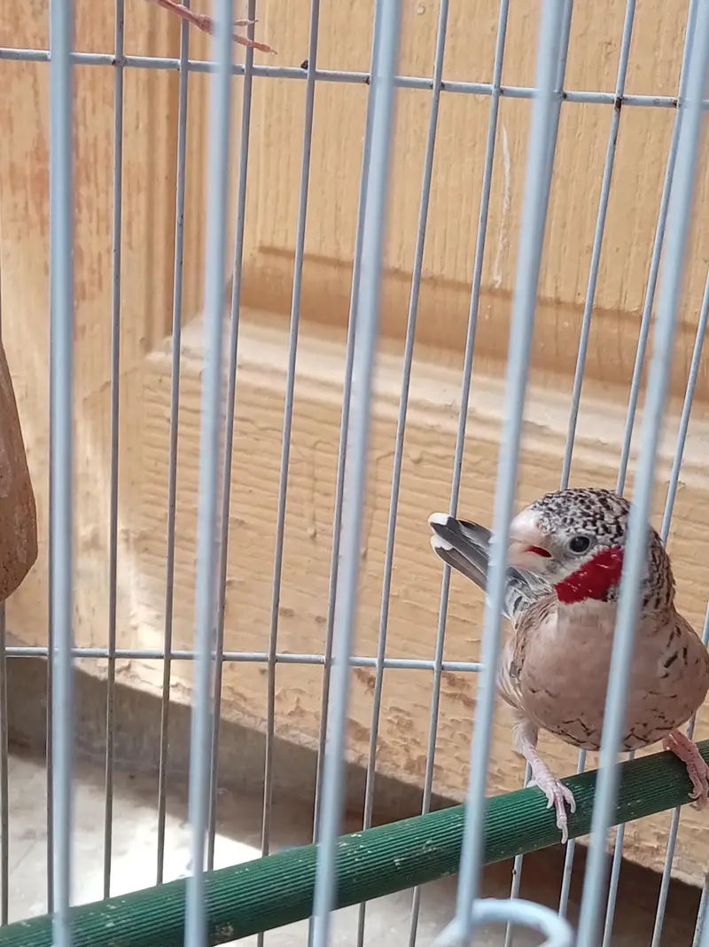 Cutthroat finch. — photo 2