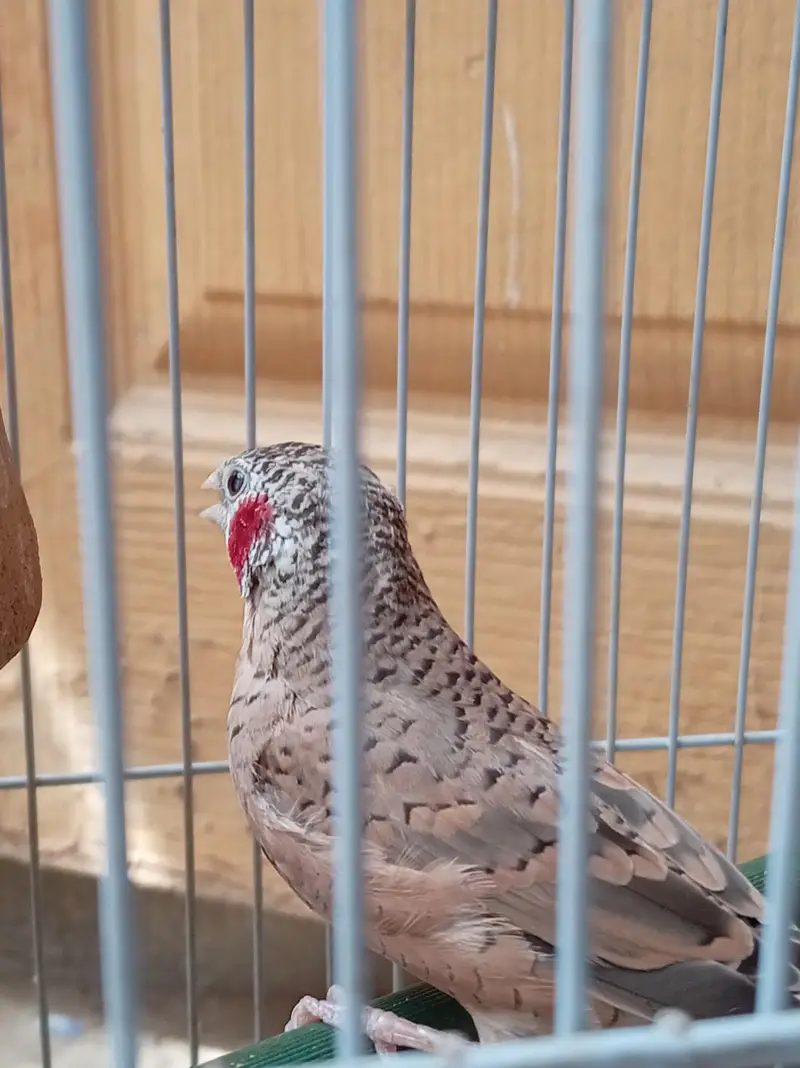 Cutthroat finch. — photo 3