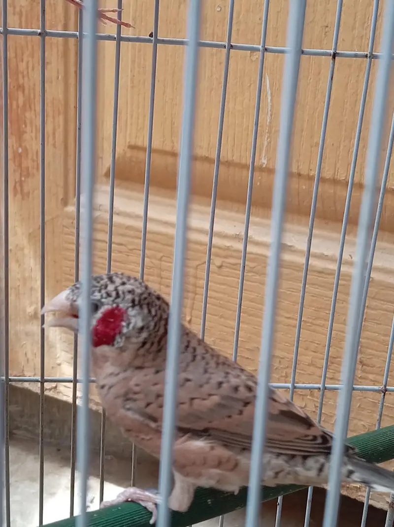 Cutthroat finch. — photo 4