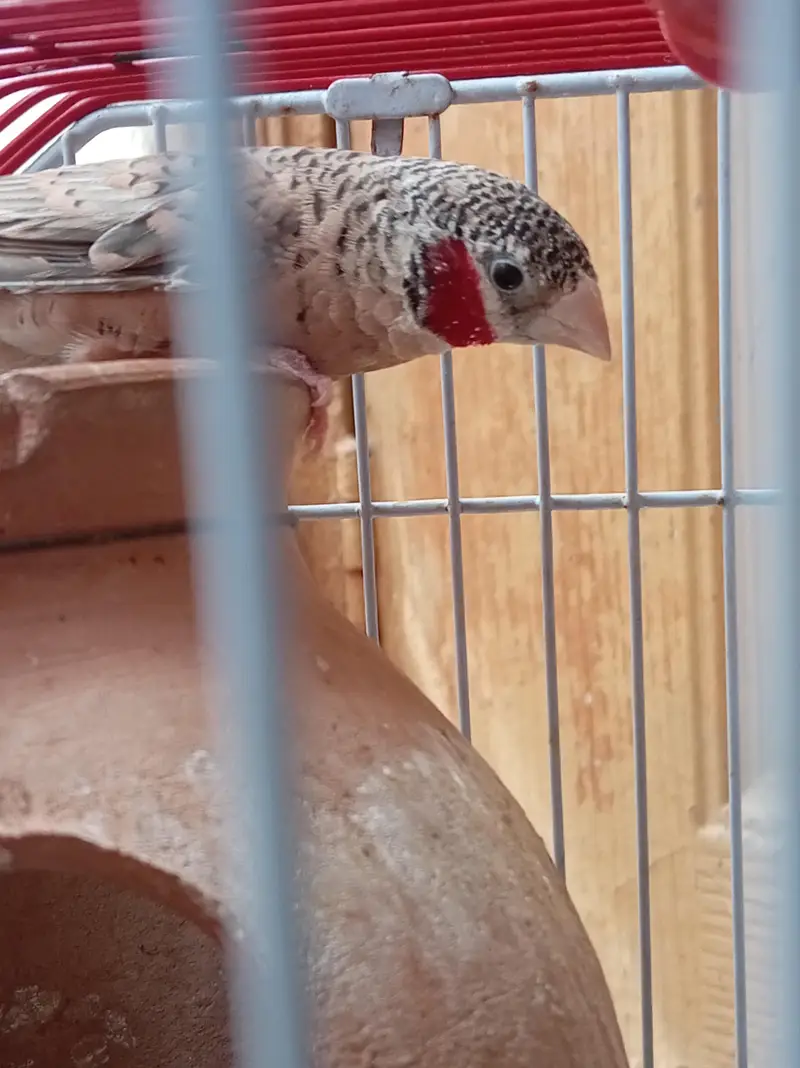 Cutthroat finch. — photo 5