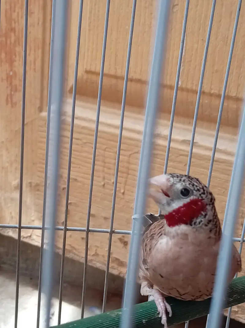 Cutthroat finch. — photo 6