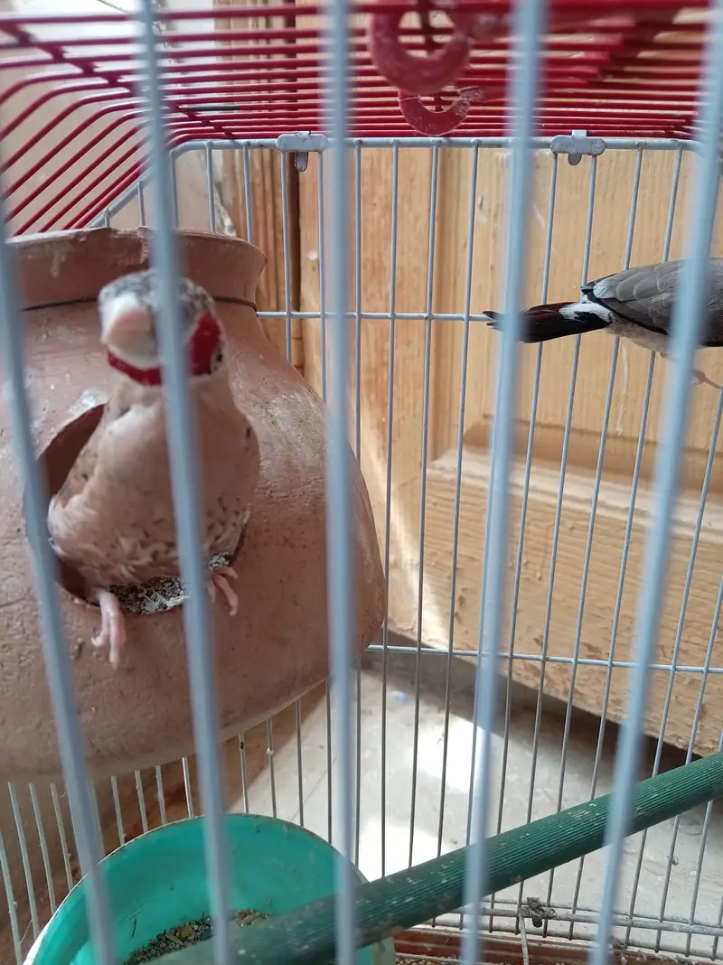 Cutthroat finch. — photo 8