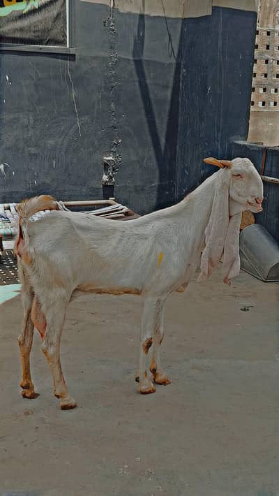 kamuri Gulabi cross
