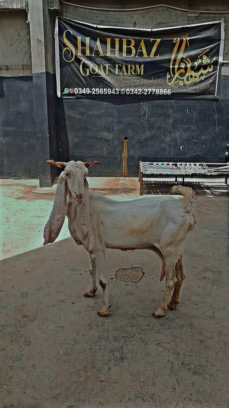 kamuri Gulabi cross — photo 4