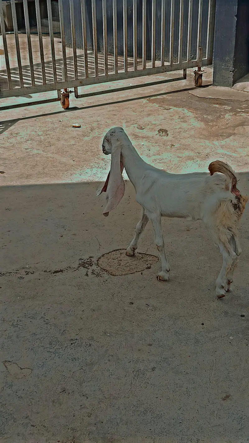 kamuri Gulabi cross — photo 5