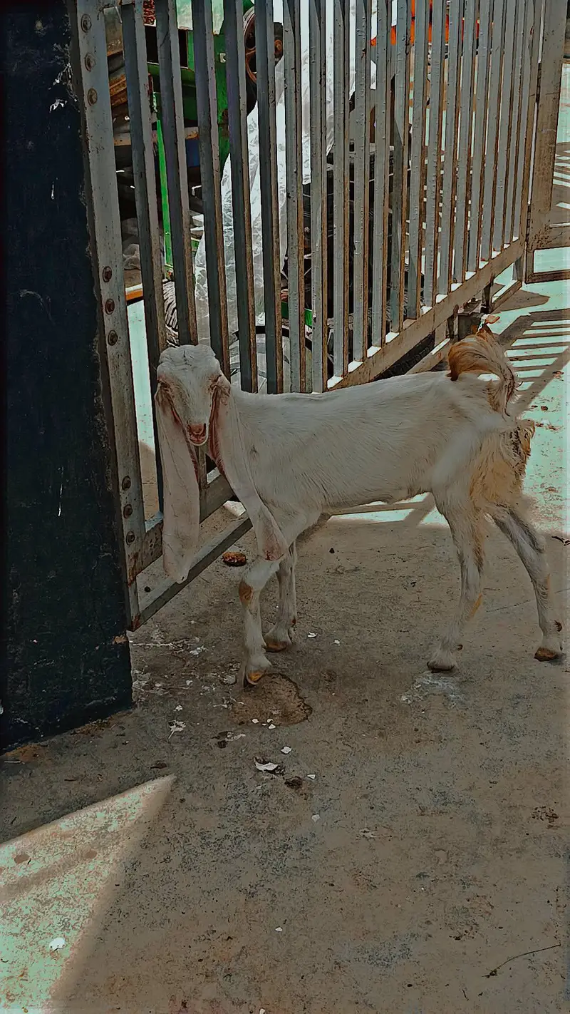 kamuri Gulabi cross — photo 7