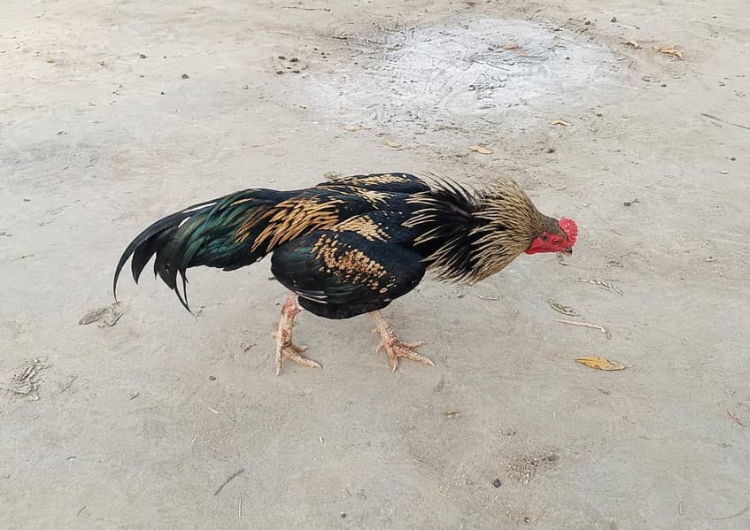 کالا جاؤ سندھی اسیل نر – فروخت کے لیے 0