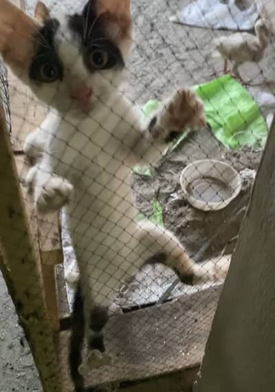 Cats for sale 2500