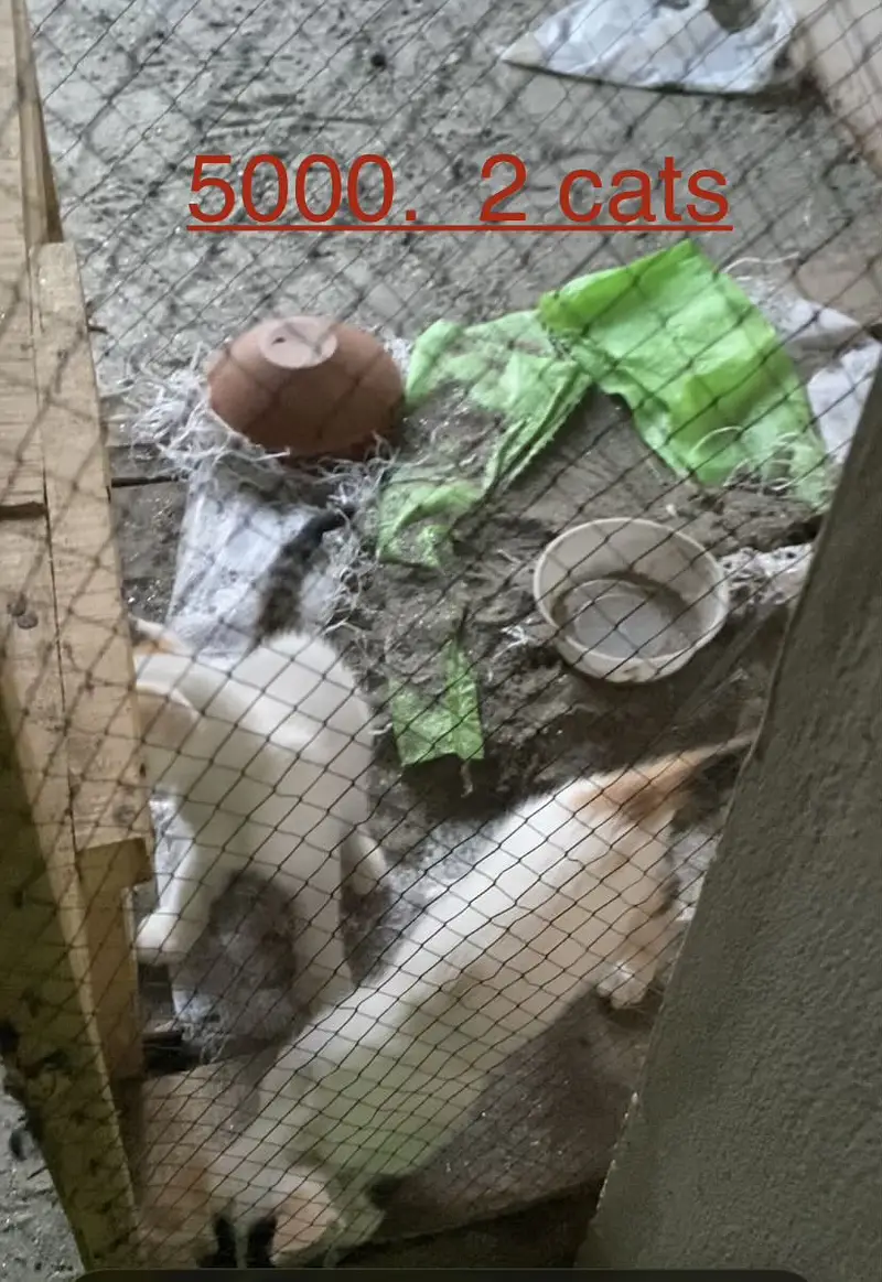 Cats for sale 2500 — photo 2