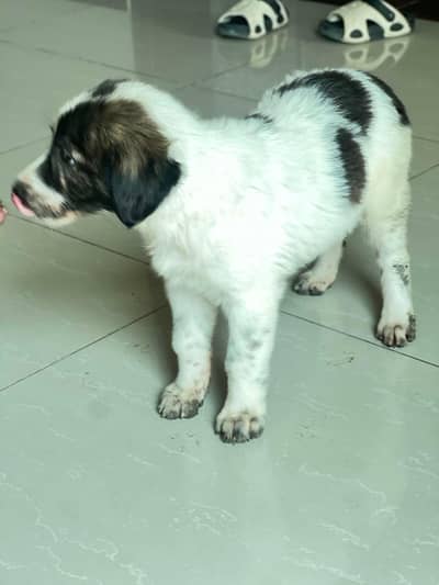 Border Collie Mix Puppy