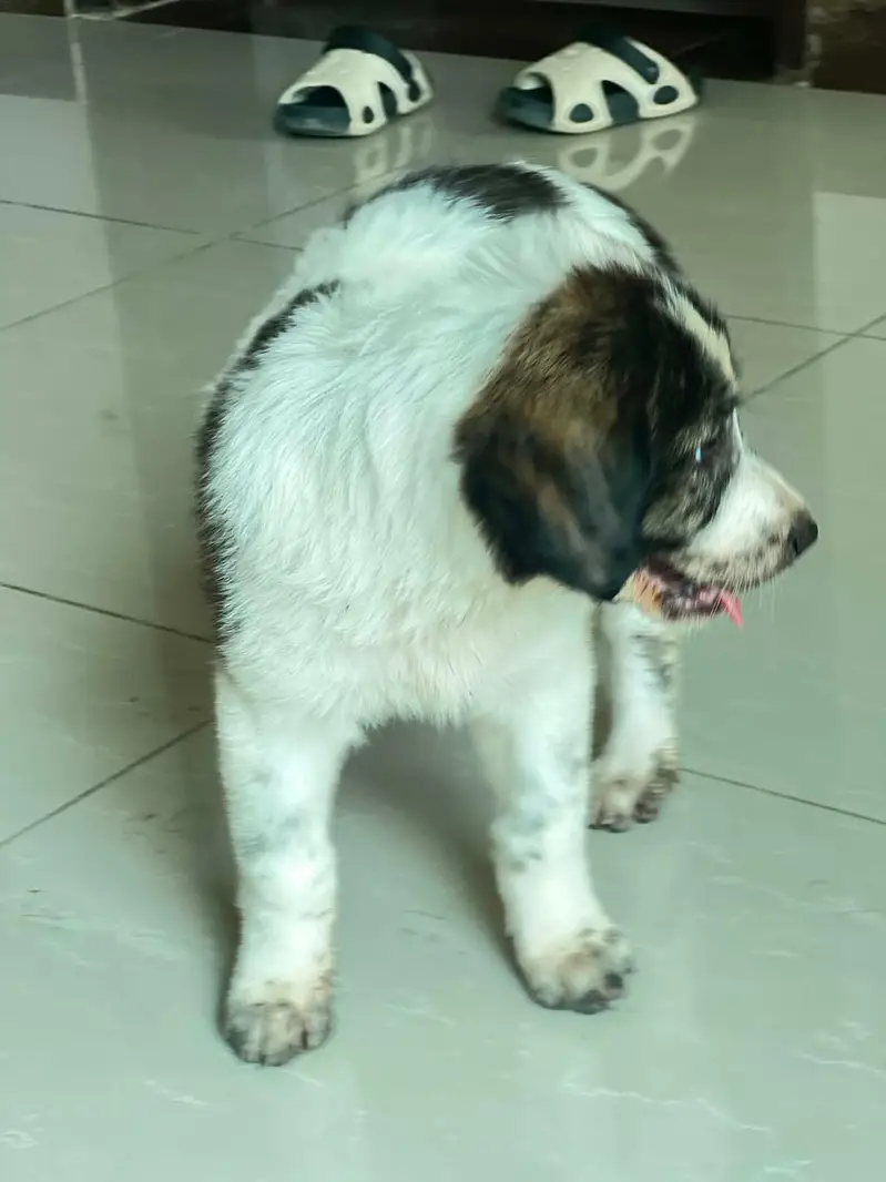 Border Collie Mix Puppy — photo 2