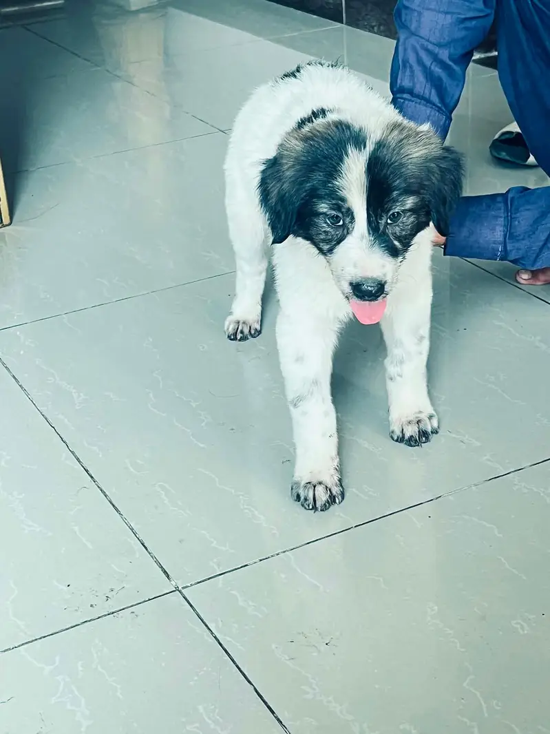 Border Collie Mix Puppy — photo 3