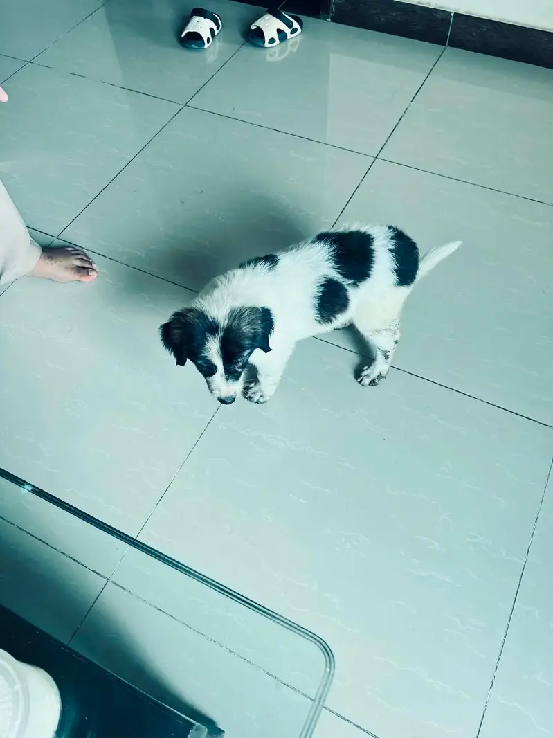 Border Collie Mix Puppy — photo 5