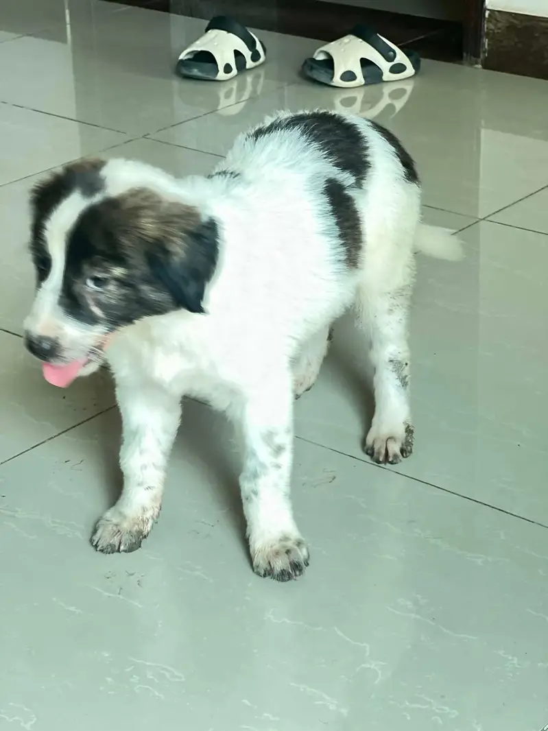 Border Collie Mix Puppy — photo 6