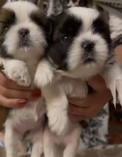 Shih tzu pedigreed puppy available for booking