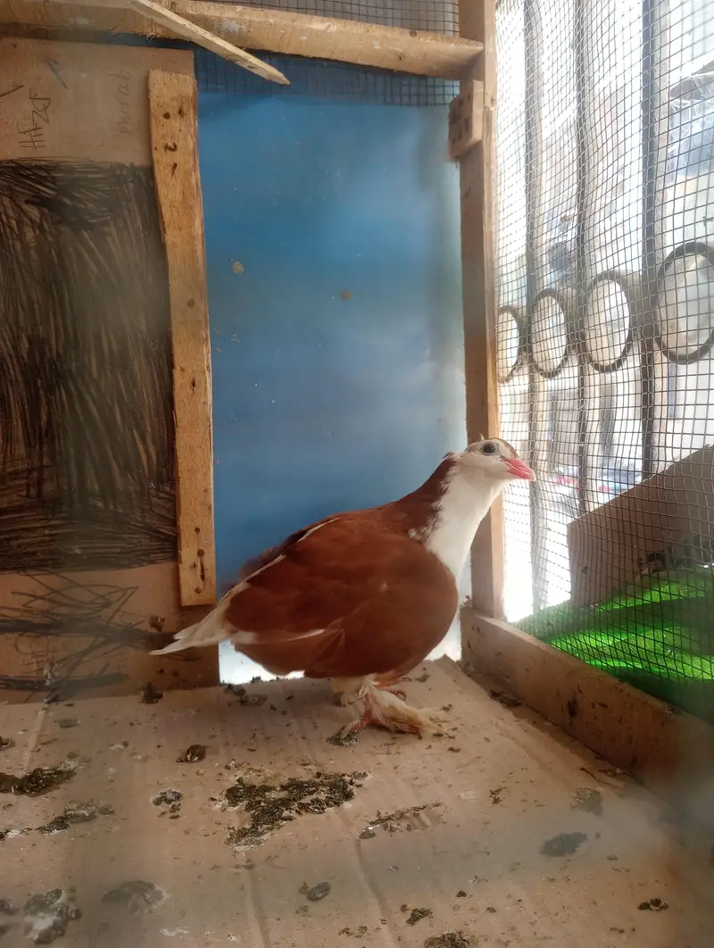 female hai — photo 4