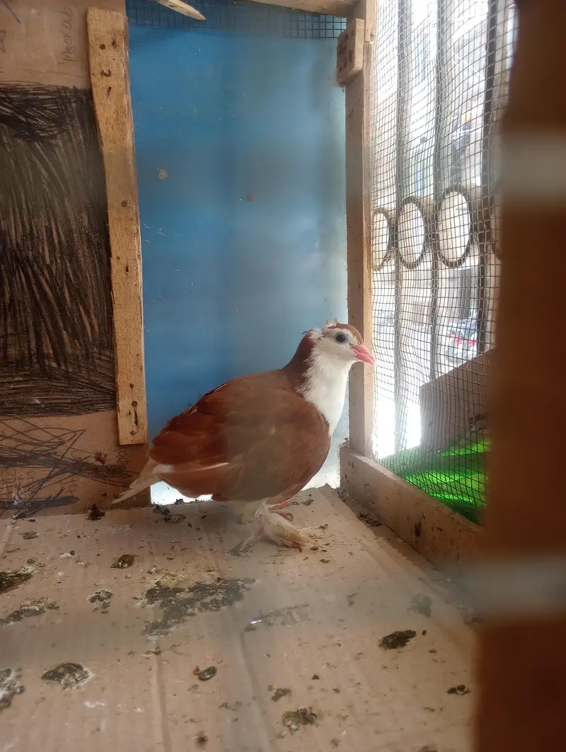 female hai — photo 5