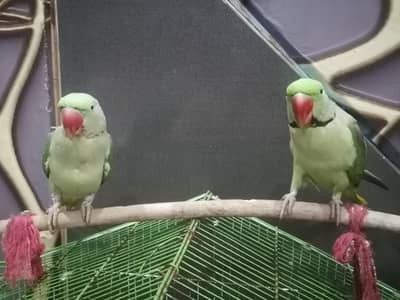 2 raw parrot for se