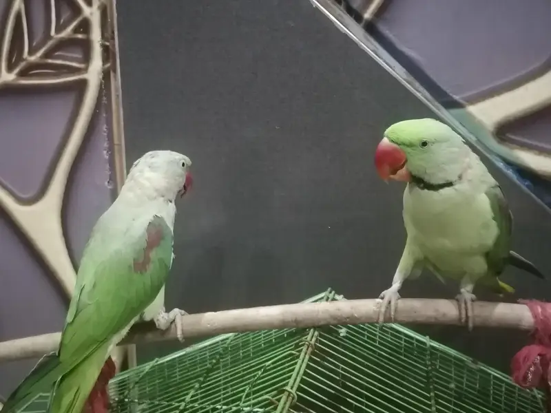 2 raw parrot for se — photo 2