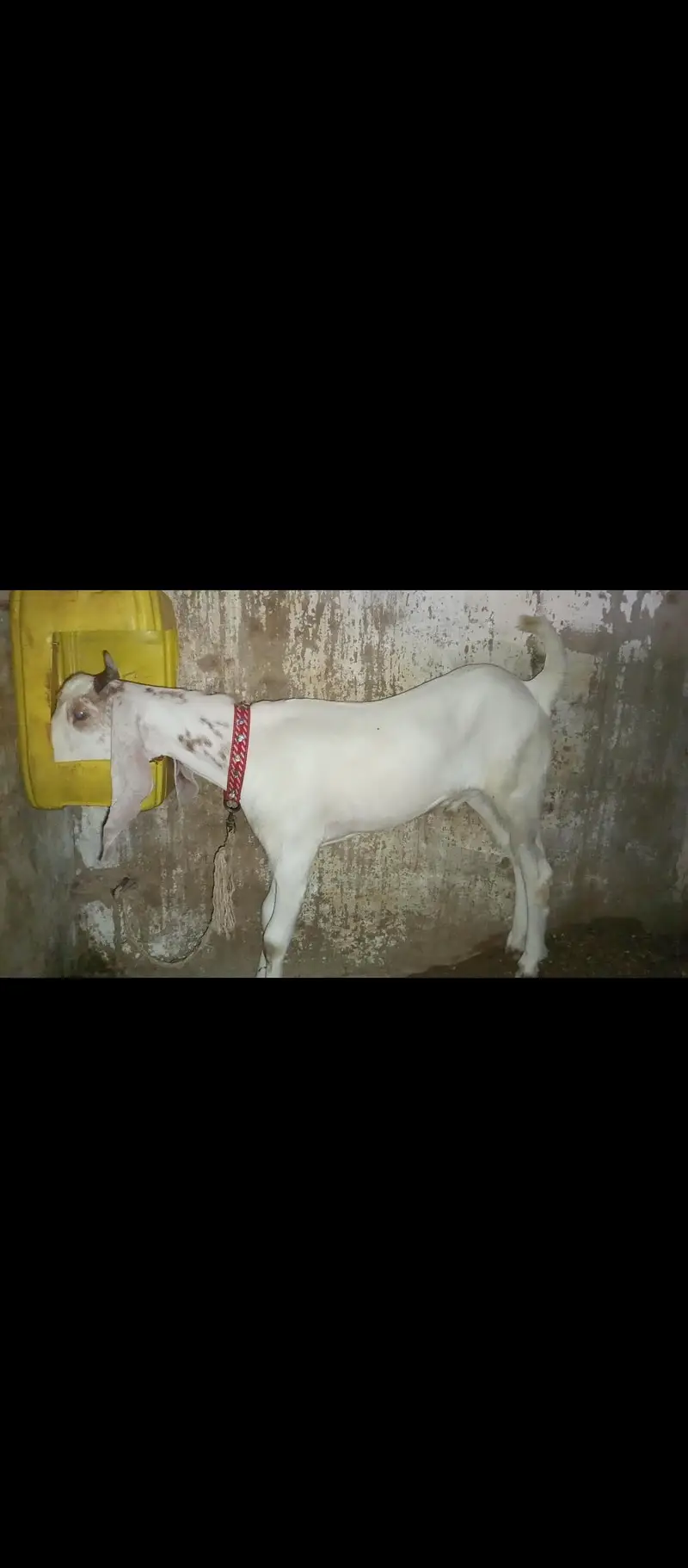 bakra for sale