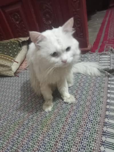 3 layer coted Persian cat fully white