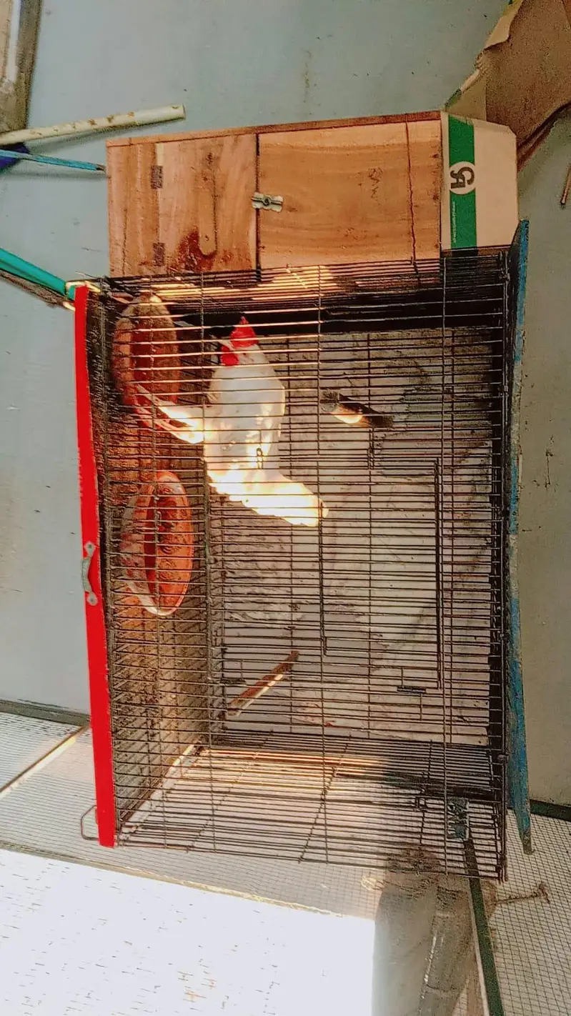 cage for sale — photo 2