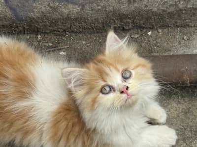 Triple coat Persian kittens
