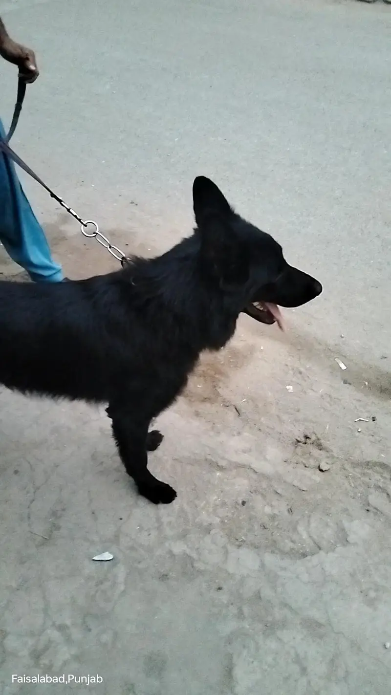 Garman shaft dog double cort — photo 6