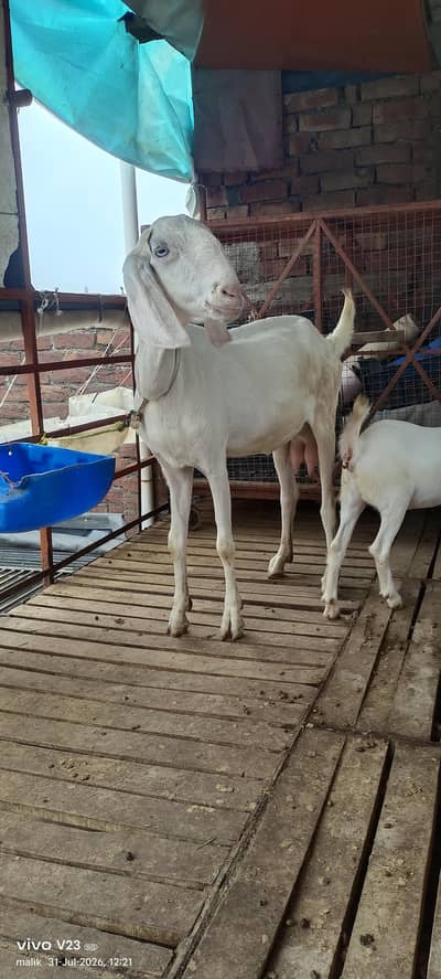 Rajan puri Gulabi bakri doodh wali