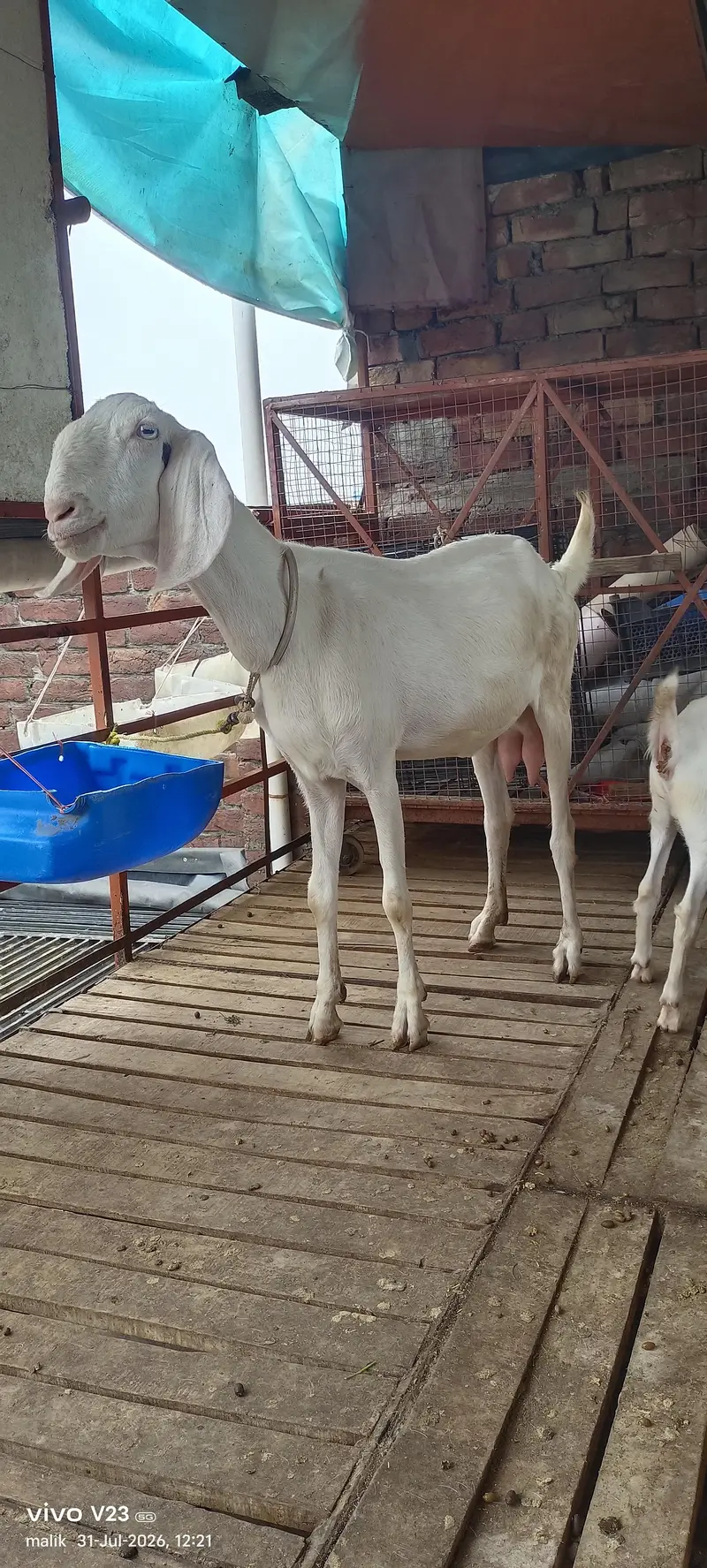 Rajan puri Gulabi bakri doodh wali — photo 2